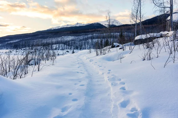 Χειμερινό Τοπίο Χιονισμένο Λόφο Αποτύπωμα Στο Μονοπάτι Στο Δάσος Πρωί — Φωτογραφία Αρχείου
