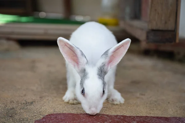 白灰蓬松可爱的小兔子站在花园的摊位上 — 图库照片