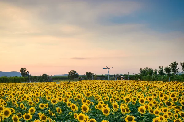 Piękny Słonecznik Kwitnący Polu Rolnictwa Kolorowym Niebem Wieczorem — Zdjęcie stockowe