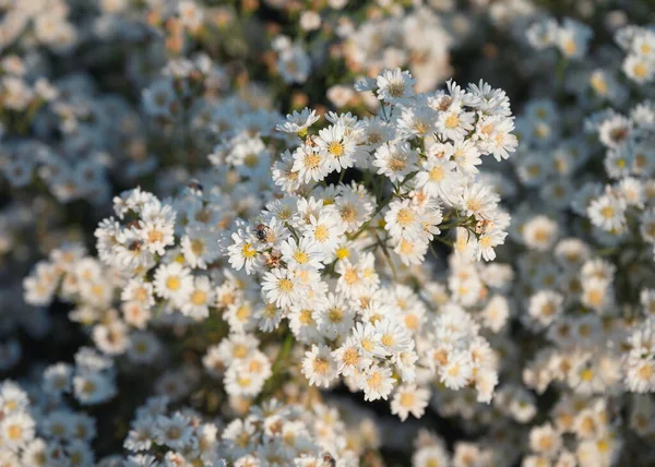 정원에 아름다운 꽃송이 — 스톡 사진