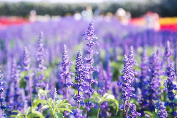 Beautiful Purple Lavender Flower Blooming Garden Sunny Day Popular Aromatic — Fotografia de Stock