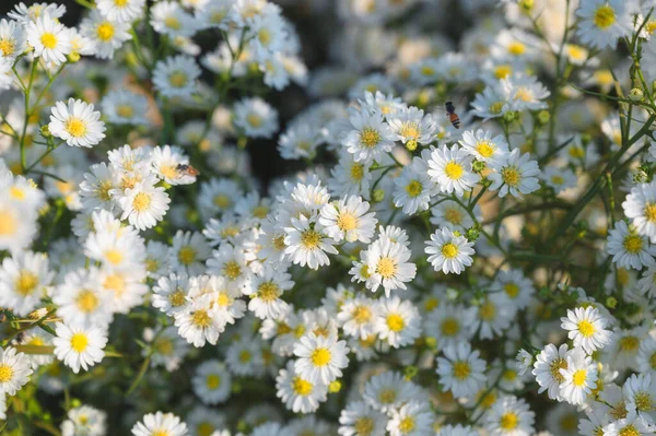 Beautiful White Aster Flower Blooming Garden Sunny — Stock Photo, Image