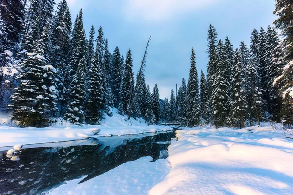 Rejtélyes Táj Fenyőerdő Borított Partján Télen Nemzeti Park — Stock Fotó