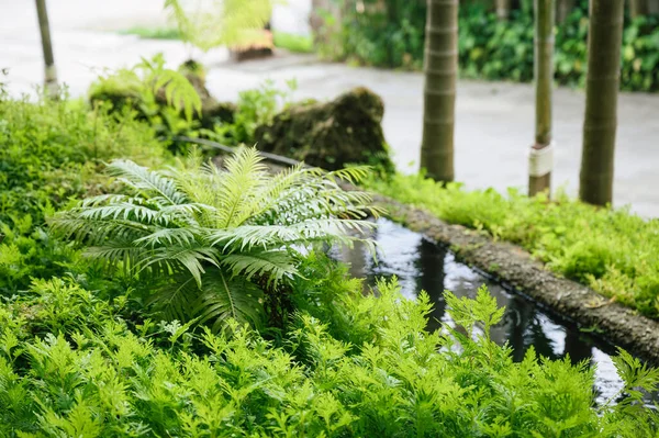Крошечные Зеленые Декоративные Тропические Растения Растут Ручьем Течет Саду — стоковое фото