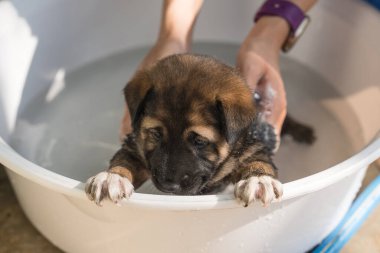 Hand of groomer bathing, shower, grooming with shampoo a cute brown puppy in basin 