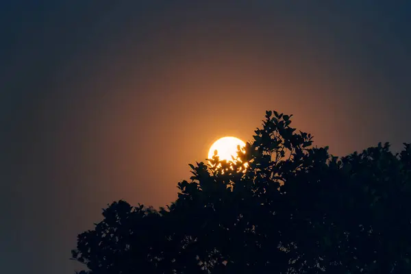 Pełnia Księżyca Świecąca Wokół Drzewa Sylwetki Nocnym Niebie — Zdjęcie stockowe