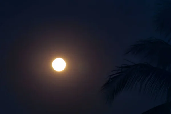 Volle Maan Gloeiend Baan Door Silhouet Boom Nacht Hemel — Stockfoto
