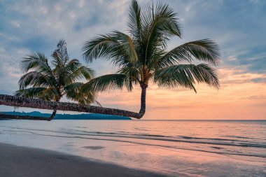 Güzel tropikal deniz plajı ve yazın gün batımında palmiye ağacı.