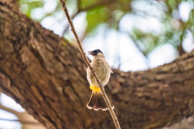 Güneşli bir günde, tropikal bahçedeki ağaç dalına tüneyen Saksağan ya da Pica pica kuşu