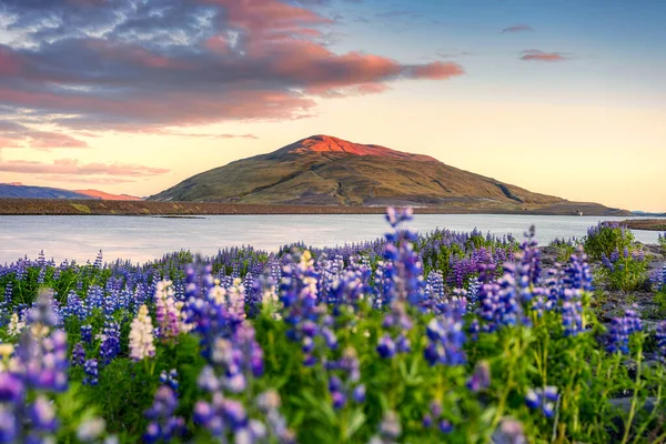 Hermosa Montaña Volcánica Sobre Lago Flor Silvestre Altramuz Floreciendo Por —  Fotos de Stock