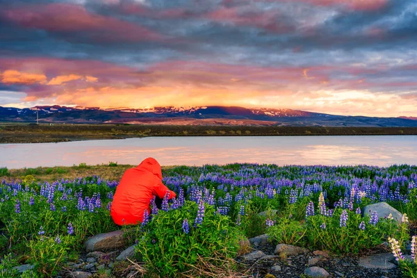 Traveler man taking a photo with purple lupine flower blooming by the lake and colorful sky in the evening at Iceland