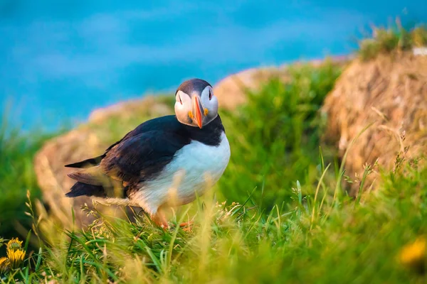Puffin Atlántico Aves Fratercula Arctica Acantilado Con Flores Silvestres Océano — Foto de Stock