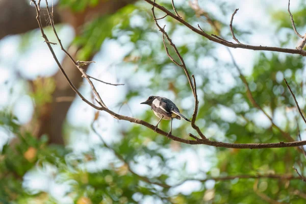 Звичайний Мак Або Піка Птах Впав Гілку Дерева Тропічному Саду — стокове фото