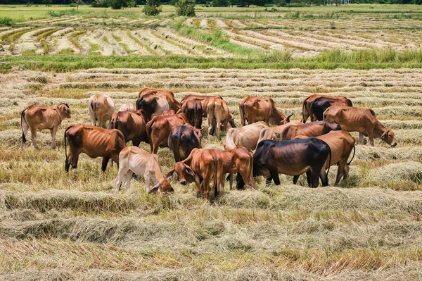 Herd of beef cattle cow grazing paddy in harvested rice field on countryside