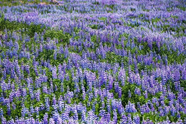 Lupine Roxo Bonito Flor Selvagem Florescendo Crescendo Campo Natural Verão — Fotografia de Stock