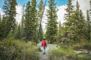 Kırmızı ceketli bir gezgin Ulusal Park 'taki sonbaharda çam ormanlarından gizli dağlara doğru yürüyor.