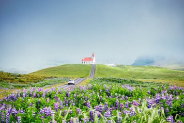 Tepedeki güzel kutsal Ingjaldsholskirkja Kilisesi. Snaefellsnes Yarımadası, İzlanda 'da yazın sisli bir şekilde açan lupin kır çiçeğiyle.