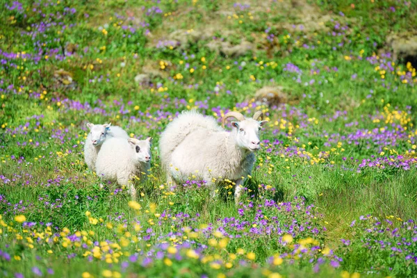 Troupeau Moutons Blancs Famille Marchant Pâturant Dans Prairie Fleurs Sur — Photo