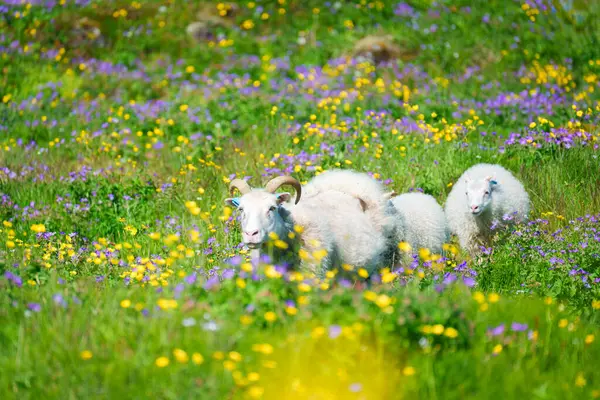 Troupeau Moutons Blancs Famille Marchant Pâturant Dans Prairie Fleurs Sur — Photo