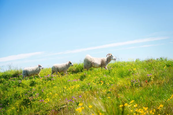 Troupeau Moutons Blancs Famille Marchant Pâturant Dans Prairie Fleurs Sur — Photo