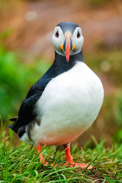 Förtjusande Atlantlunnefågel Eller Fratercula Arctica Som Lever Kanten Atlantens Klippa — Stockfoto