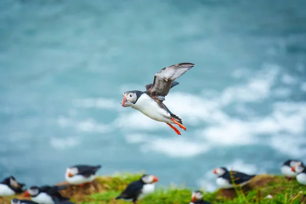 Underbar Atlantlunnefågel Eller Fratercula Arctica Som Flyger Och Fångar Atlanten — Stockfoto