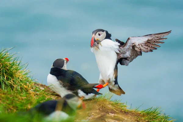 Underbar Atlantlunnefågel Eller Fratercula Arctica Som Flyger Och Fångar Atlanten — Stockfoto