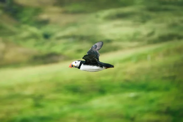Underbar Atlantlunnefågel Eller Fratercula Arctica Flyger Och Födosök Atlanten Sommaren — Stockfoto