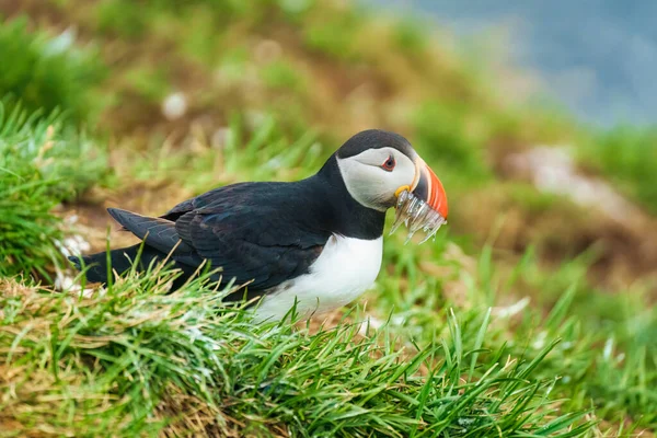 Adorable Atlantic puffin or Fratercula arctica living on edge of cliff of Atlantic Ocean during breeding season in summer at Iceland