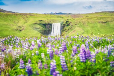 Skogafoss Şelalesi 'nin görkemli manzarası mor lup çiçeğinin üzerinde akıyor. Yaz mevsiminde İzlanda' nın güneyinde çiçek açıyor. Ünlü turistik yerler ve önemli yerler.