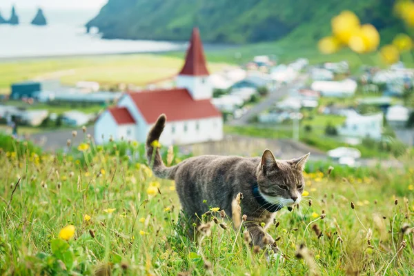 Gato Está Paseando Campo Flores Con Iglesia Reyniskirkja Vik Town — Foto de Stock