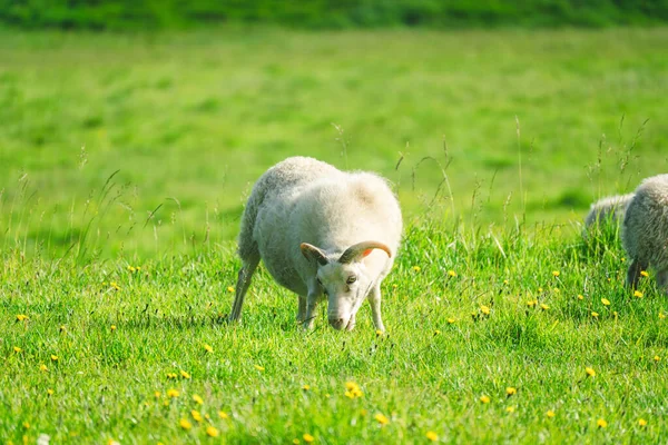 Pâturage Blanc Moutons Pelucheux Herbe Sur Prairie Dans Les Pâturages — Photo