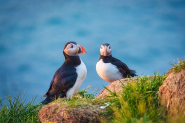 Güzel Atlantik martı kuşu veya İzlanda 'da yaz mevsiminde kıyı şeridinde yaşayan sıradan martı.