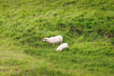 Flock of sheep grazing on grassland in pasture at countryside