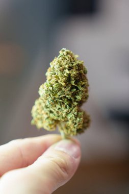 El ele tutuşan tıbbi marihuana çiçeği veya kenevir tomurcuğu yasal reçete yazan hafif ilaçlar, alternatif ilaç veya ilaç, ilaç konsepti