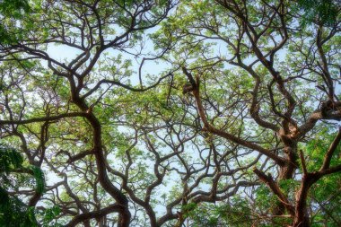 Güneşli bir günde aşağıdan yeşil yapraklı ağaç dalı