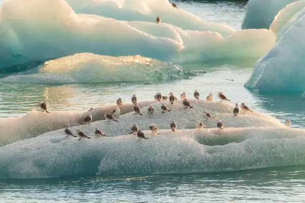 Зграя Птахів Природному Айсберзі Плаває Льодовиковій Лагуні Джокусарлона Увечері Ісландії — стокове фото