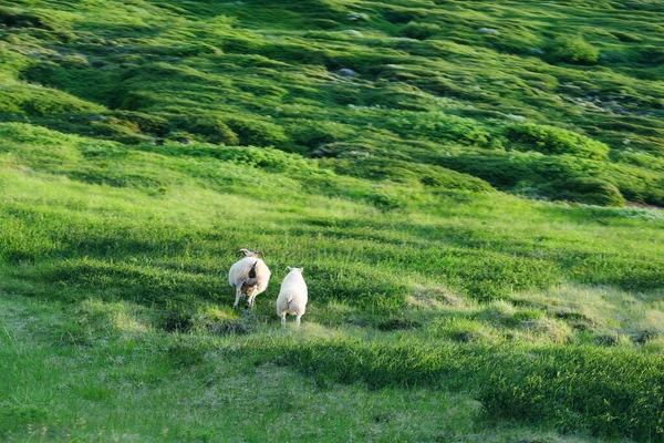 Troupeau Moutons Déplaçant Dans Les Pâturages Été Campagne — Photo