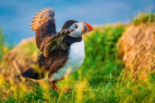 Vacker Atlantlunnefågel Eller Vanlig Lunnefågel Som Lever Kusten Häckningssäsongen Sommaren — Stockfoto