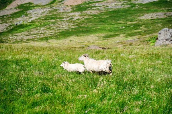 Flock Sheep Grazing Grassland Pasture Countryside — Photo