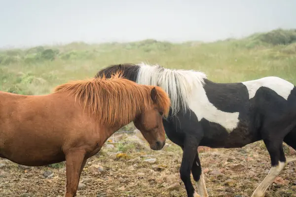 Due Cavalli Vivono Mostrano Affetto Uno Altro Pascolo Nebbioso Islanda — Foto Stock