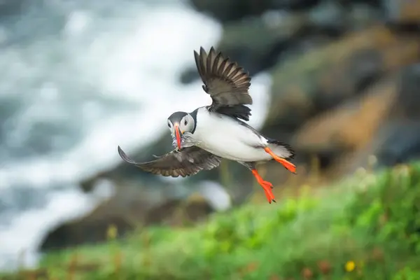 アイスランドの夏の間に大西洋でウナギを飛行し 捕獲する愛らしい大西洋のパフィンやフレーターアークティカ — ストック写真