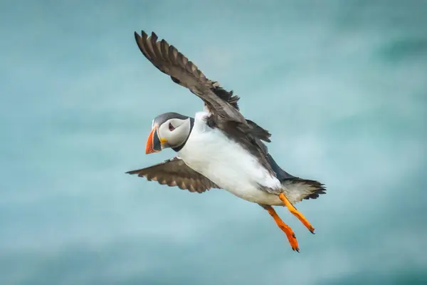 Adorable Atlantic puffin or Fratercula arctica flying and foraging in Atlantic Ocean on summer at Iceland