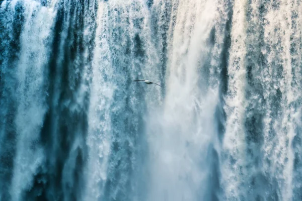 Ave Gaivota Voando Perto Poderosa Cachoeira Que Flui Verão Islândia — Fotografia de Stock