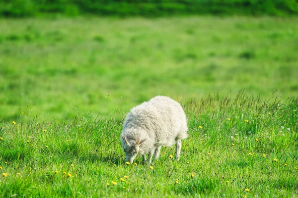 Young Woolly Sheep Horn Grazing Grass Meadow Agriculture Field Countryside — Stock Photo, Image