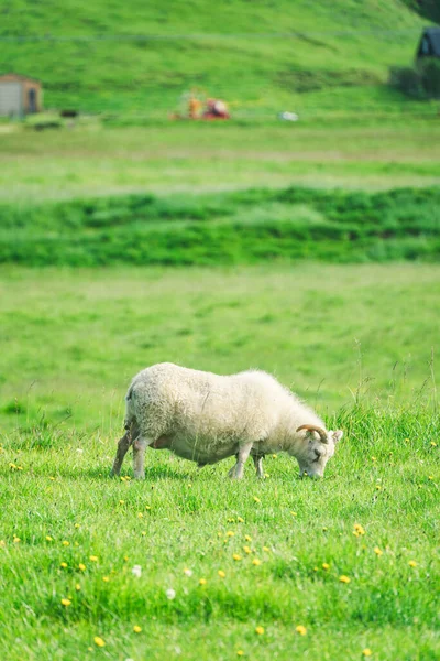 Νεαρά Μαλλιαρά Πρόβατα Κέρατο Βόσκηση Γρασίδι Στο Λιβάδι Στον Τομέα — Φωτογραφία Αρχείου