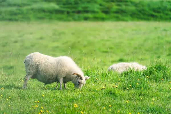 农村农田草地上长角牧草的小羊 — 图库照片