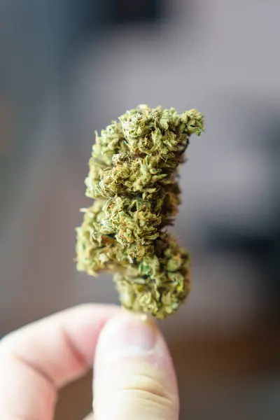 Mano Sosteniendo Marihuana Medicinal Flor Capullo Cáñamo Uso Legal Prescribir Imagen De Stock