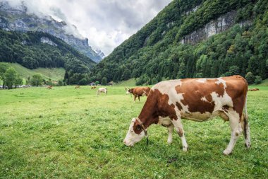 İsviçre, Appenzell 'deki Seealpsee' de yaz boyunca otlayan inek sürüsü ve İsviçre Alp Dağları