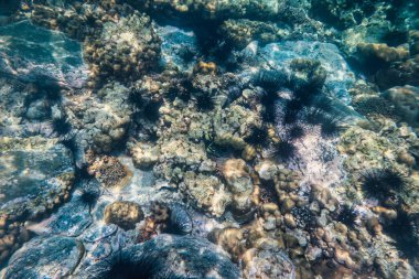 Balıklı ve kestaneli sualtı canlıları tropikal denizde mercan resiflerinde yaşıyorlar.